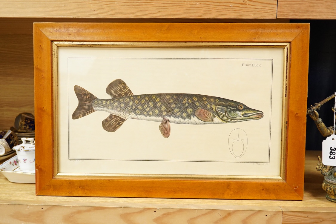 After Andreas Ludwig Kruger (1743-1822), zoological study of a pike (Esox lucius), colour print, 22 x 39cm